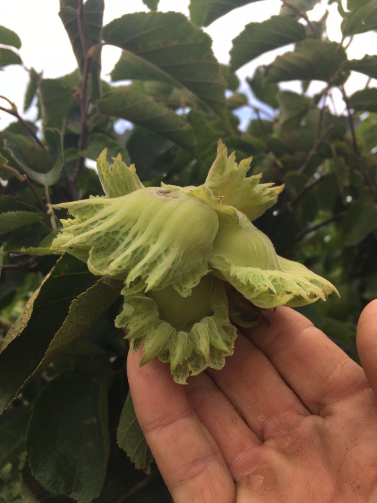 Hazelnut, American
